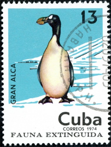 Mosca en letra b de Cuba 1.jpg