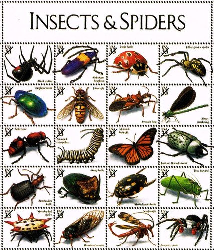 insectos.jpg